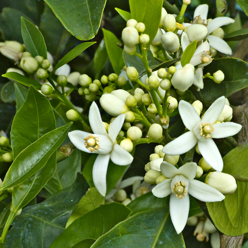 橙花
