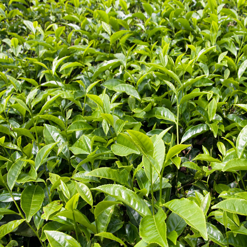 绿茶