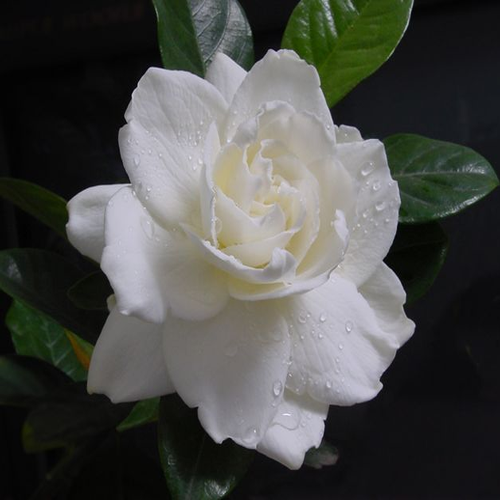 栀子花