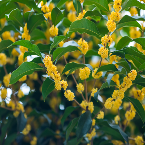 桂花
